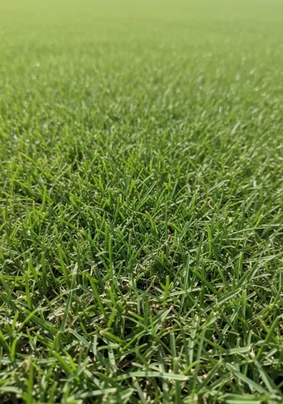 Imagen PNG para descargar